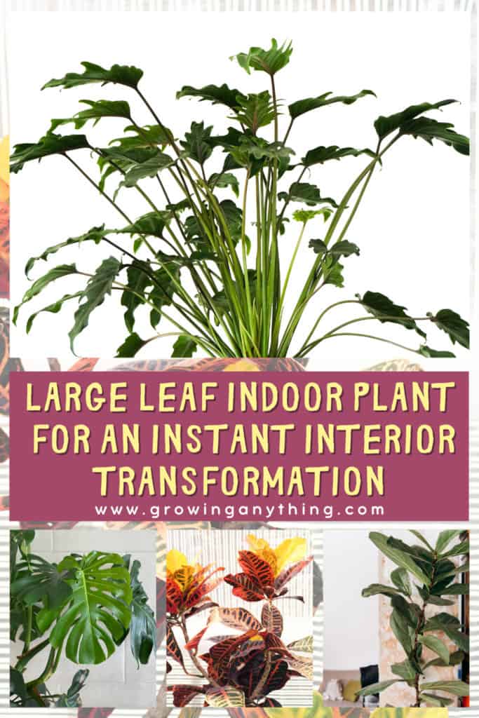 Large Leaf Indoor Plant