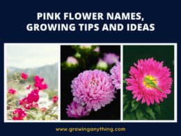 Pink Flower Names