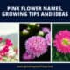 Pink Flower Names