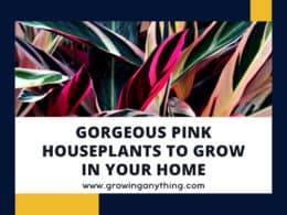 Pink Houseplants