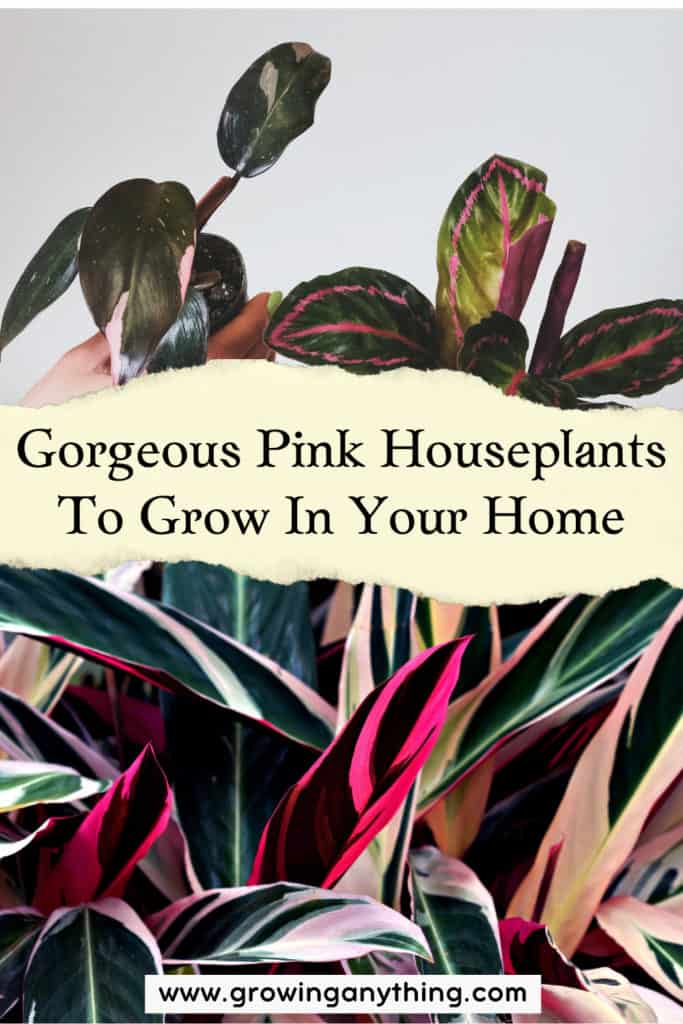 Pink Houseplants