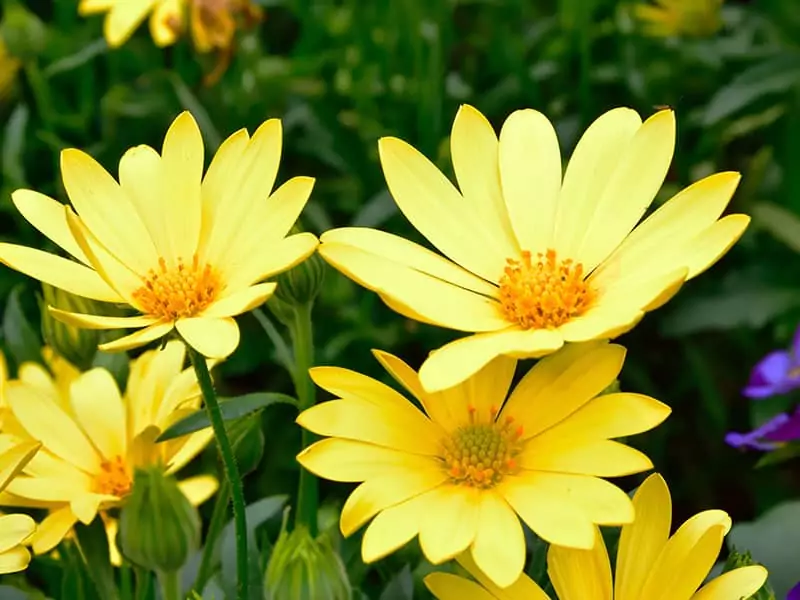 African Bush Daisy