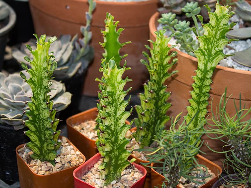 African Milk Tree Cactus