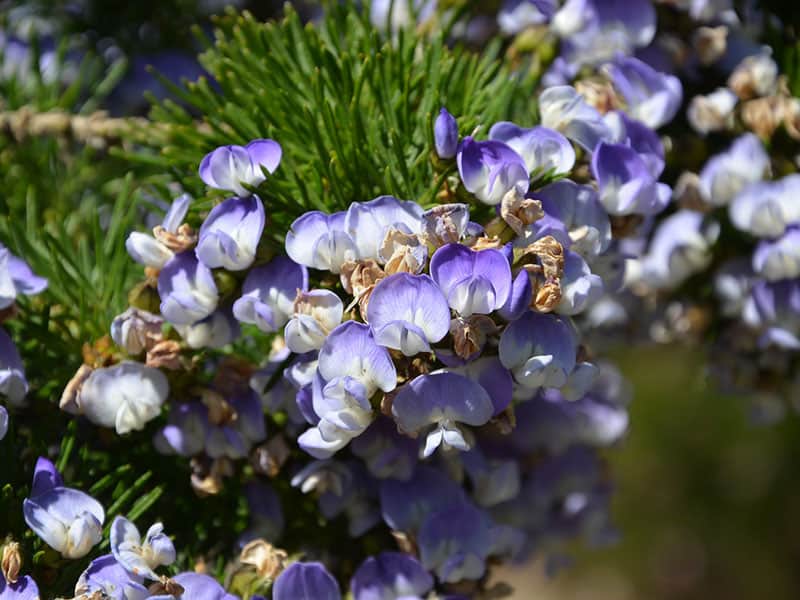 African Scurf Pea