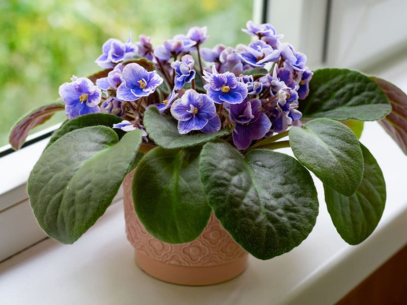 African Violet