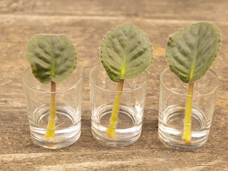 African Violet Leaves