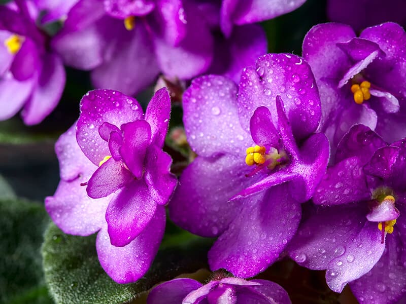 African Violet