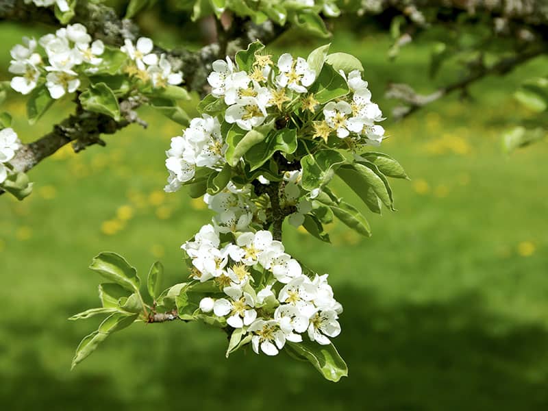 Alder Leaved Serviceberry