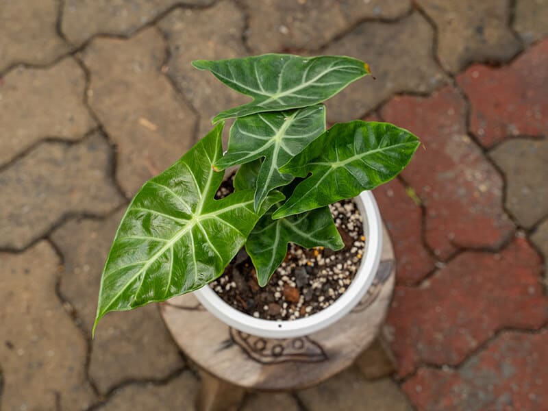 Alocasia Pink Dragon