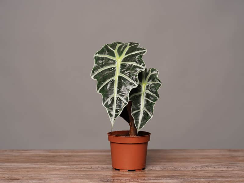 Alocasia Polly