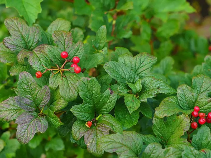 Alpine Currant