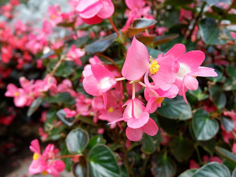 Ambassador Rose Begonia