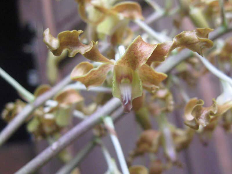 Antler Orchid