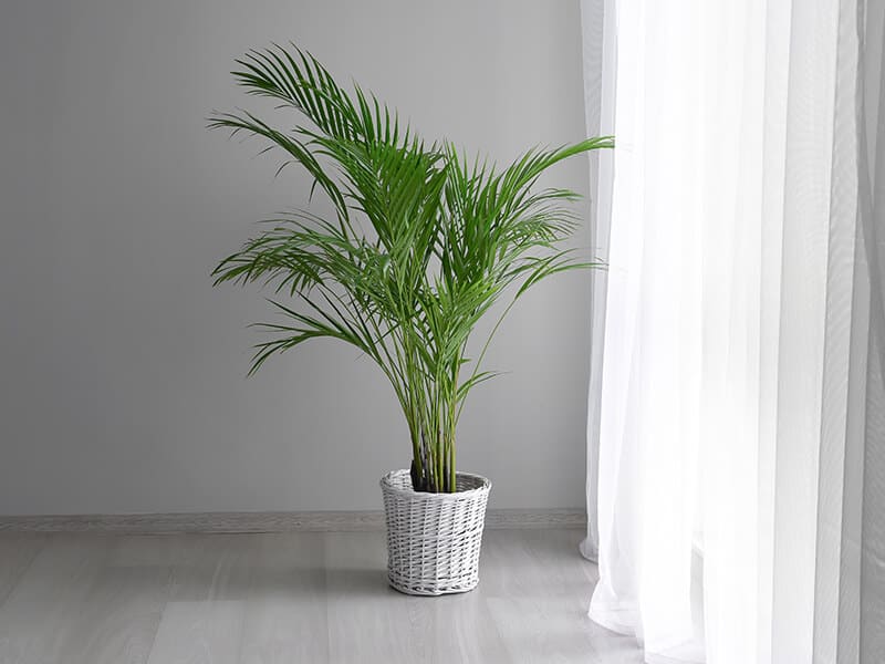 Areca Palm