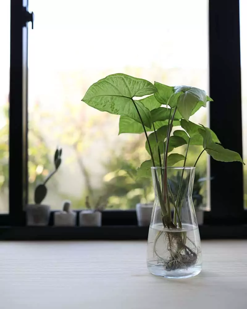 Arrowhead Plant