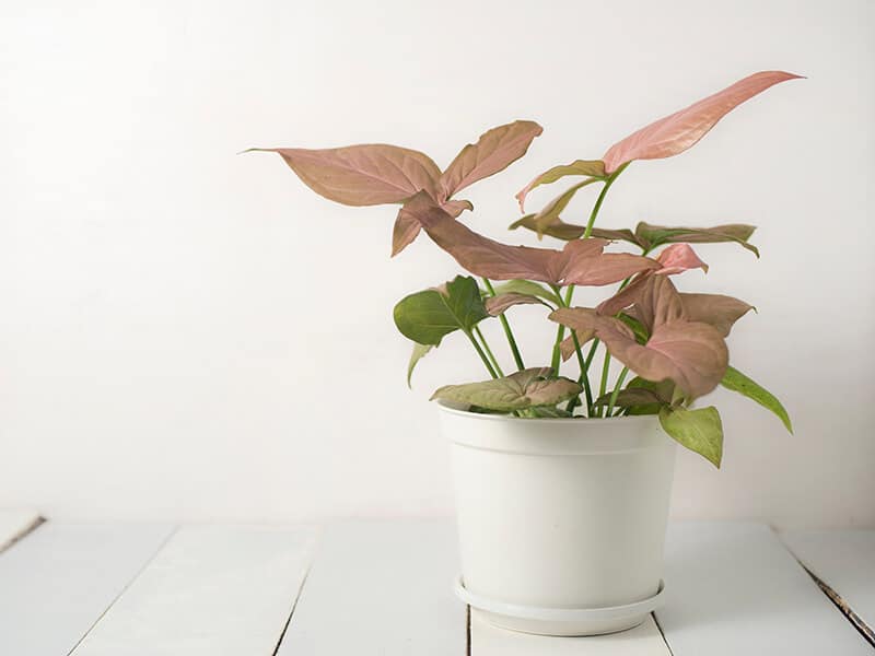 Arrowhead Plants