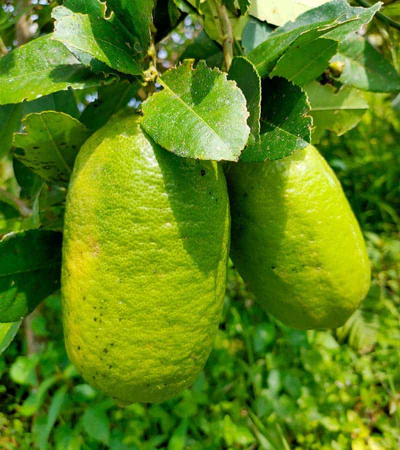 Assam Lemon