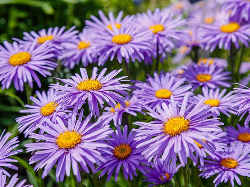 Aster Alpinus