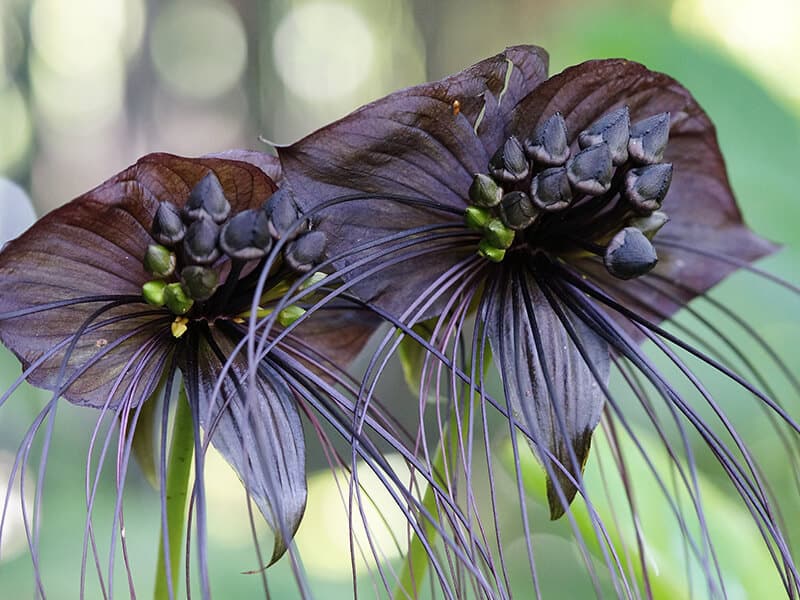 Bat Flowers