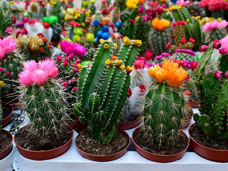 Beautiful Cactus