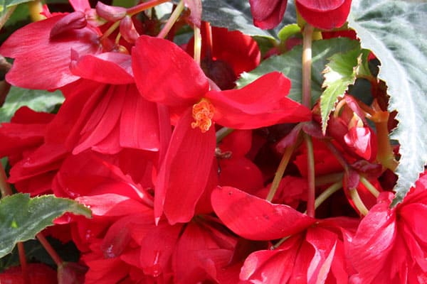 Begonia Illumination Scarlet