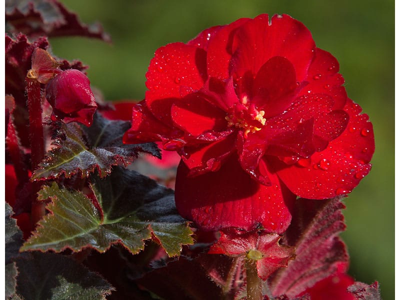 Begonia