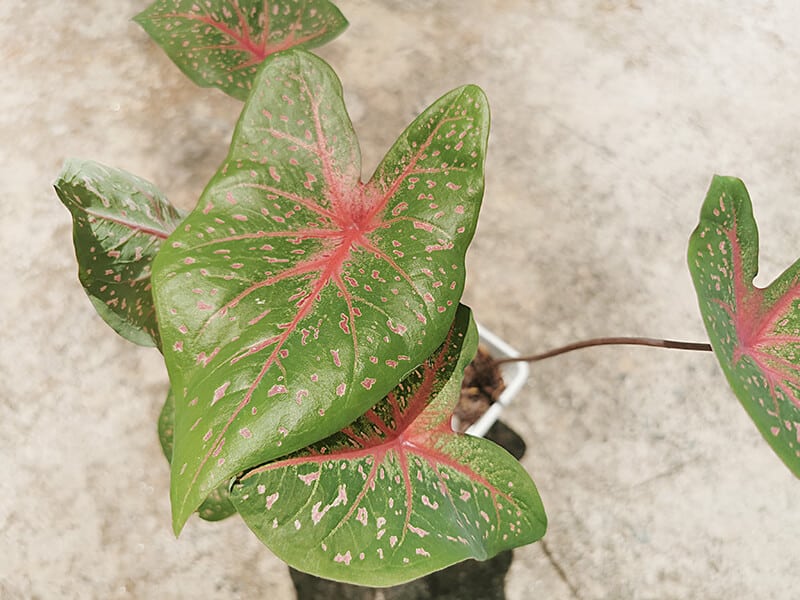 Bicolor Caladium