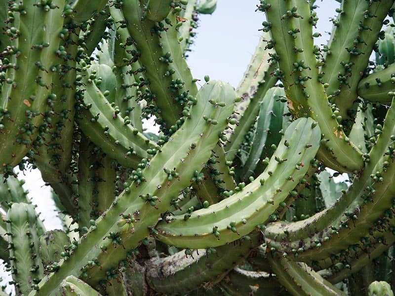 Bilberry Cactus 