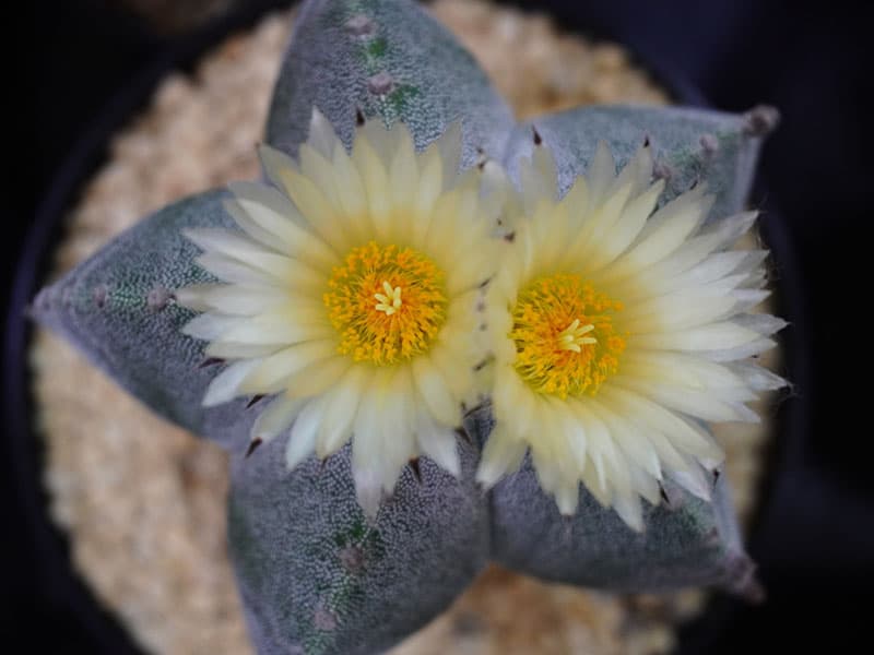 Bishop'S Cap Cactus