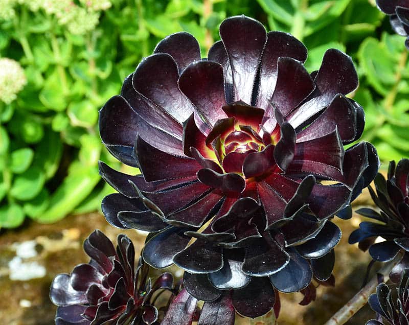 Black Beauty Aeonium