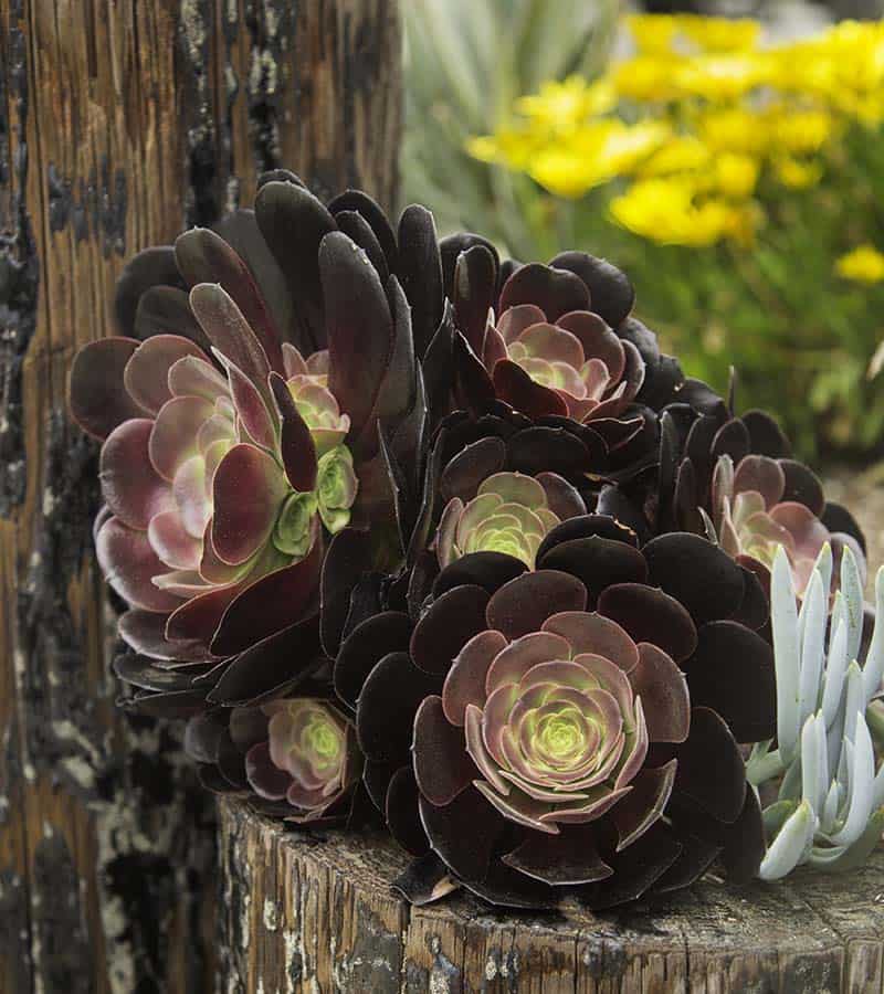 Black Knight Echeveria