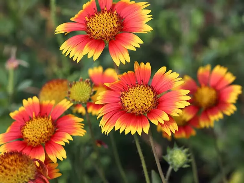 Blanket Flower