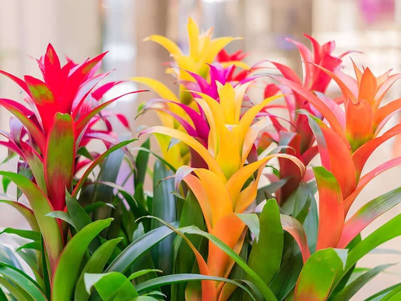 Blooming Bromeliads Flowers