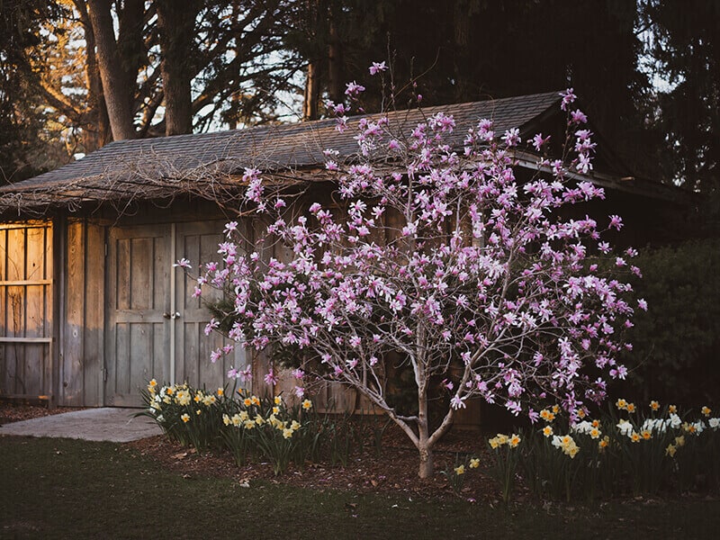 Blooming Magnolia Tree