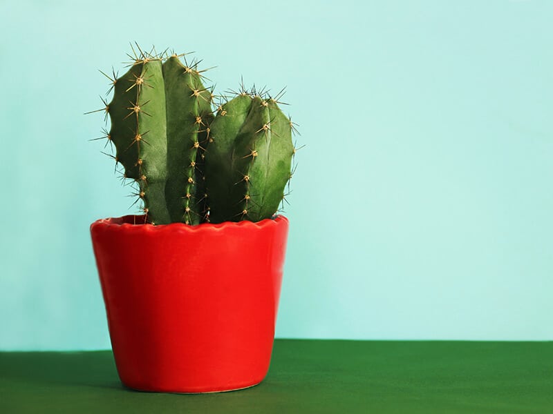 Blue Columnar Cactus