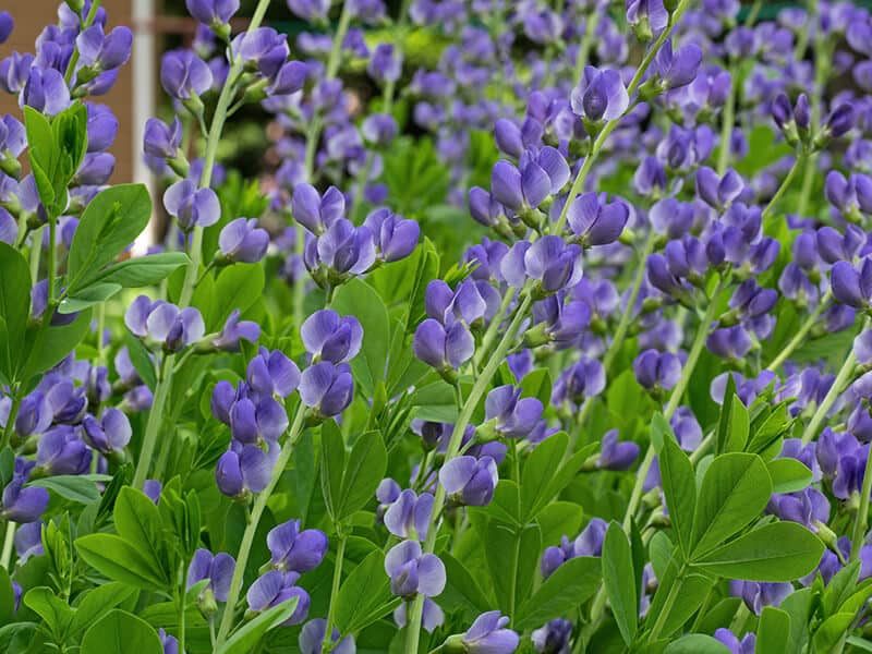 Blue False Indigo