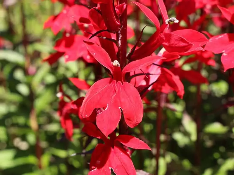 Bog Sage