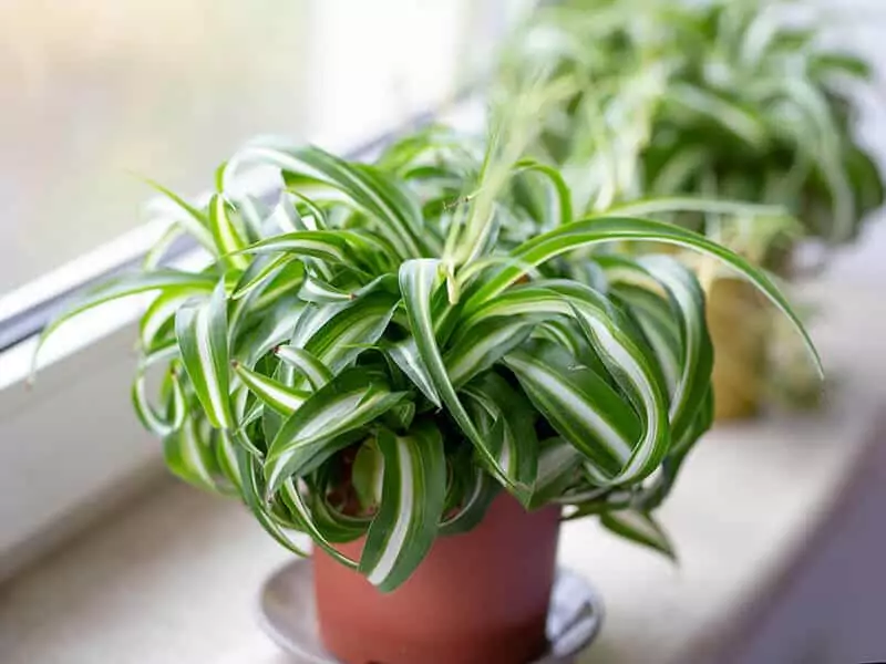 Bonnie Spider Plant