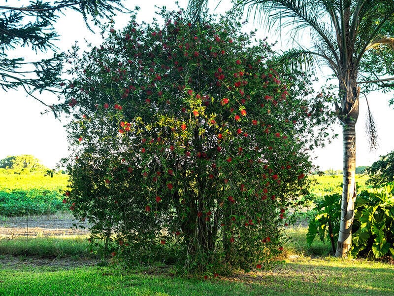 Bottlebrush Tree