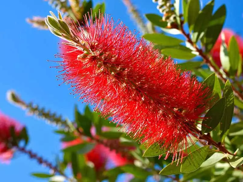 Bottlebrush