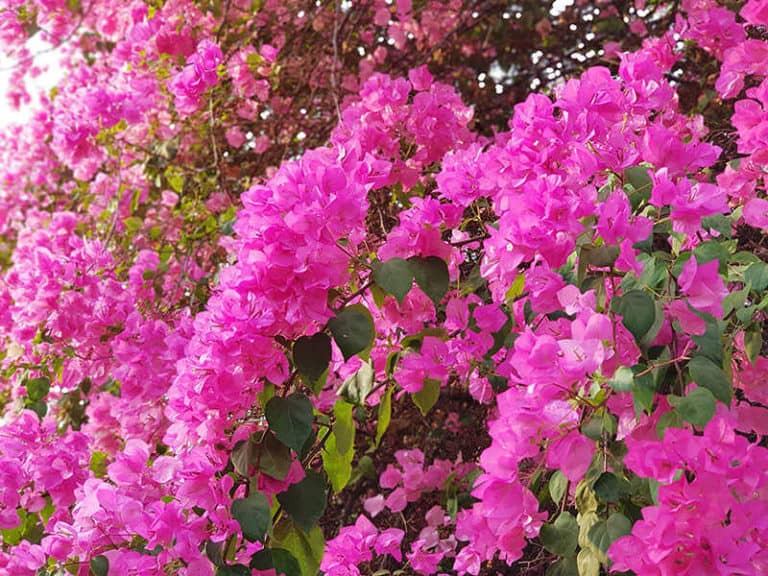 20 Florida Full Sun Plants For Most Beautiful Landscapes