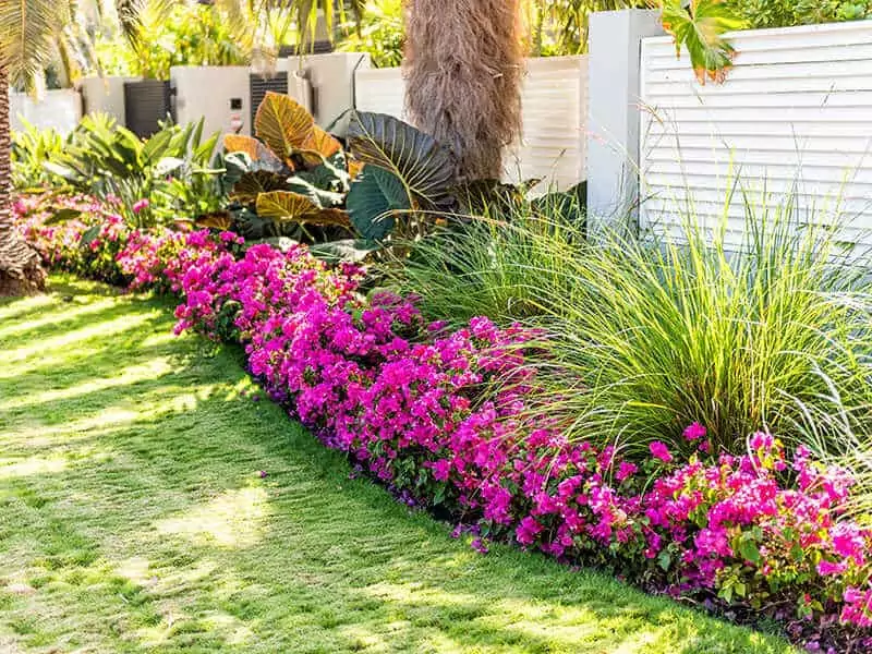 Bougainvillea Flowers Hot Climates