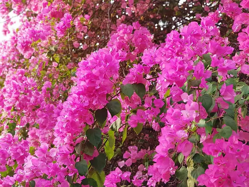 Bougainvillea