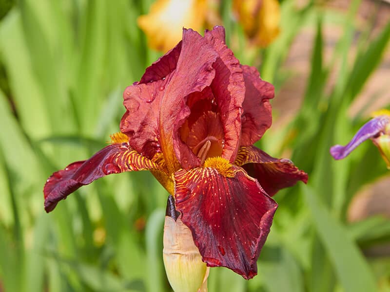 Brown Bearded Iris