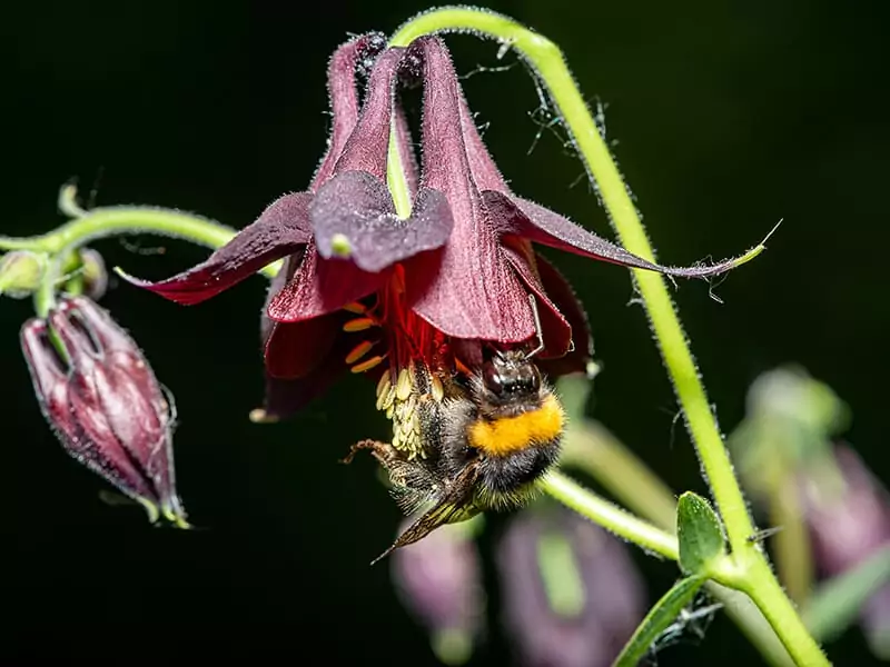 Brown Columbines Aquilegia