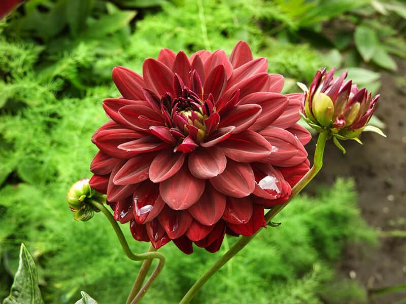 Brown Dahlia