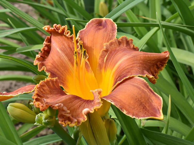 Brown Daylily