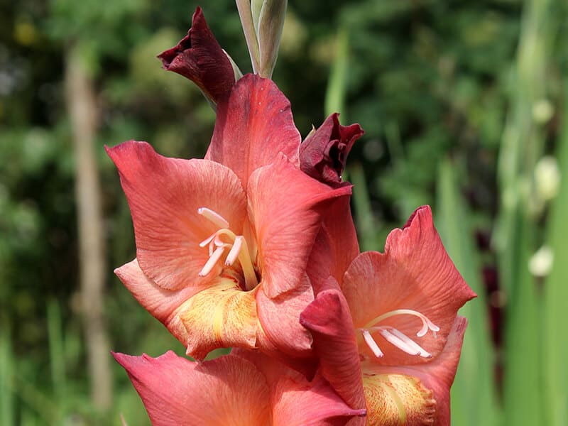 Brown Gladiolus