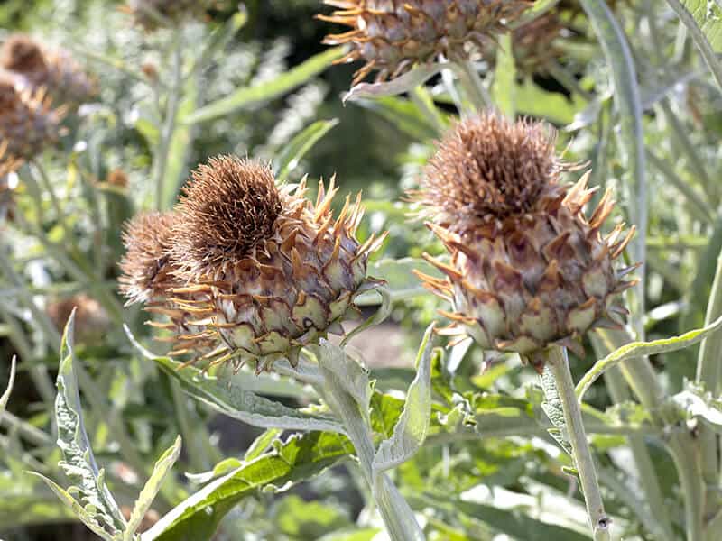 Brown Globe Thistle