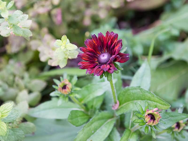 Brown Rudbeckia